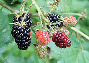 Ripe ripening and green