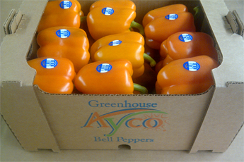 AYCO-greenhouse-peppers