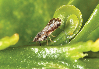 TX-Citrus-6