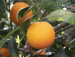 09-CalCitrus-NavelCrop