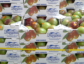 Kingston-Ecuador-mango