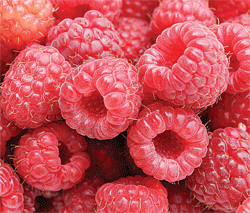 Raspberries05