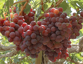 FreshAtacama-grapes-photo