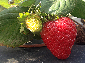 Organic-Strawberry