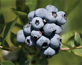 chile blueberries