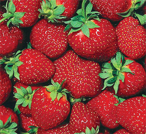 FL-Strawberry-7