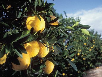 Winter-Citrus-3