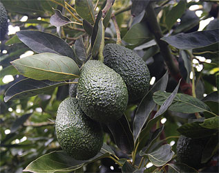 011-CalAvos-Crop
