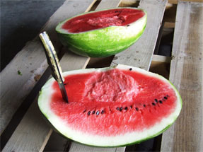Watermelon-1