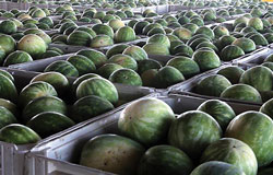05-WMelons-PrimeTime