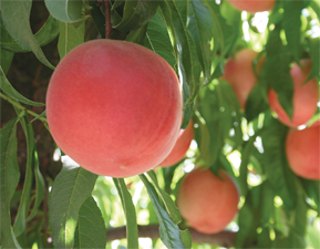 12-Summerfruit-crop