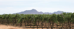13-MexGrapes-Crop