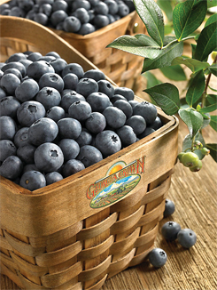 GA-Blueberries-2