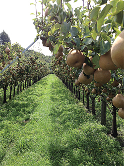 Taylors-Gold-Orchard