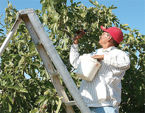 06-Figs-Labor