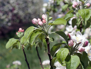 MI-AppleForecast