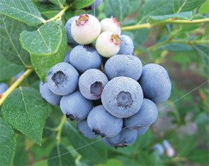 NC-blueberries