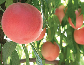 White-flesh-peaches