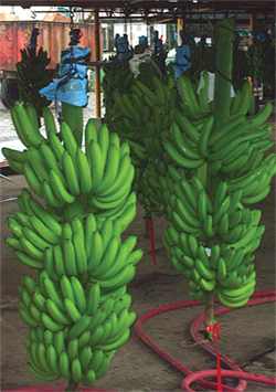 BananaOverview