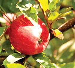 StunningApples-copy