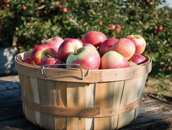 FruitOverview