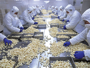 ILP-Peeled-garlic-grading-a