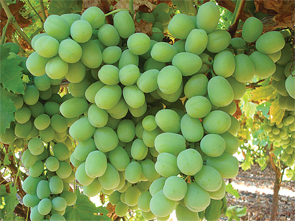 020-CalGrapes-Crop-Autumn-K