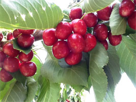 chelan-fresh-dark-red-cherr