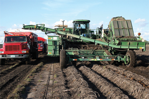 HarvestOkray2