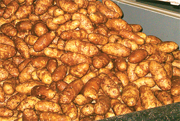 013-IDPotatoes-Crop-russets