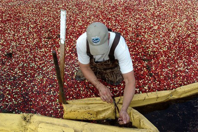 cranberryharvest