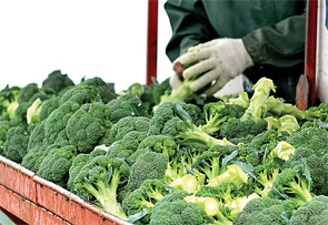 harvest
