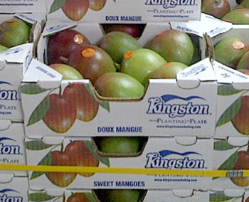 Kingston-Ecuador-mango