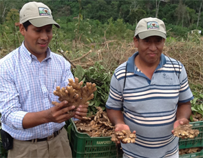 Peruvian-ginger-Producers-