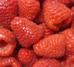 rasp