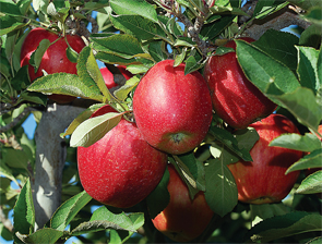 AppleOV