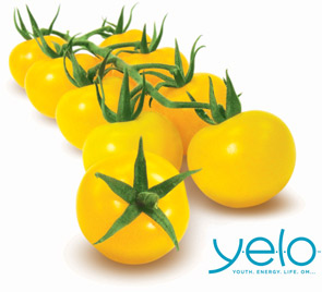 MPL-Yelo-2013