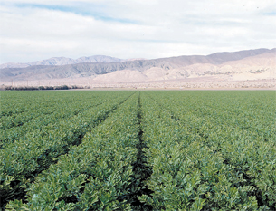 OPENER-Celery-Field
