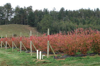 gourmet-trading-chile-farm