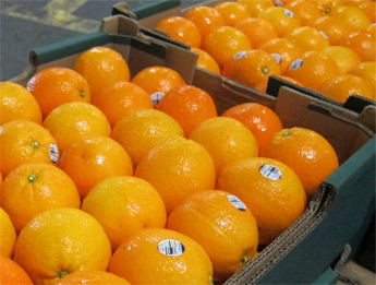 2013-Season-end-fruit