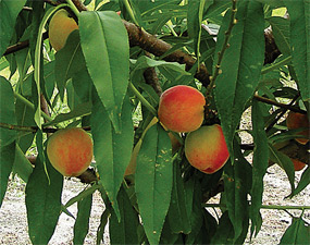 Florida-Peach-2