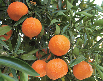 Satsuma-Mandarins