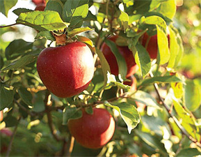 Apple-Harvest-2009-112
