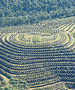 Jaliscoavocados