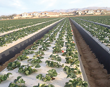 05-SoCalStraw-Crop-StMaria