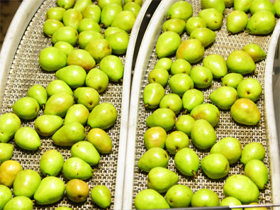 MillerStreetPears 6174
