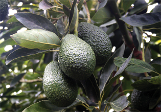 20-CalAvos-Crop