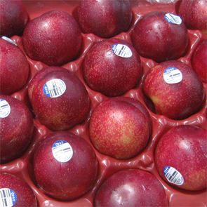 Plums-March21-WEB
