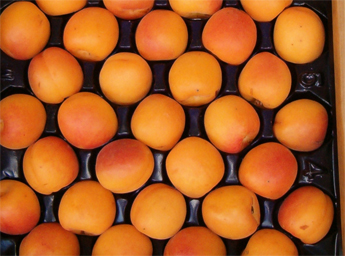 Apricots-LA-