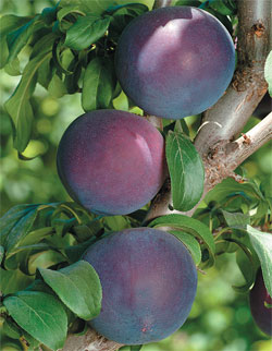 Blackamber-planta
